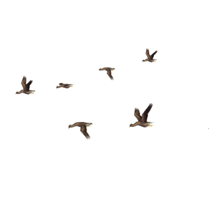 Bird PNG