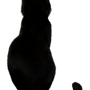 black cat from behind PNG