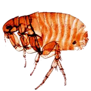 Flea PNG