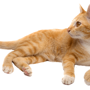 ginger cat laying PNG