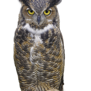 Owl PNG