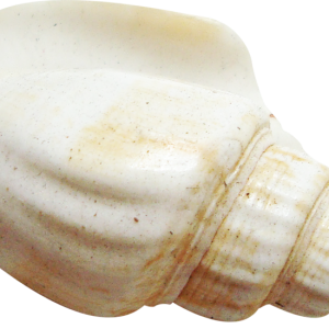 Seashell PNG