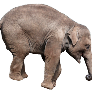 Elephant PNG