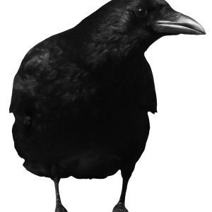 Raven PNG