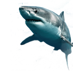 Shark PNG