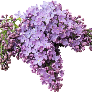Lilac PNG
