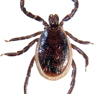 Tick insect PNG