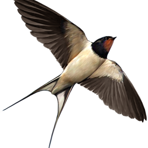 Swallow PNG