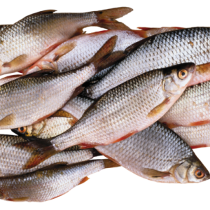 Fish PNG