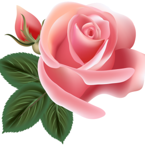 Rose PNG