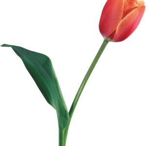 Tulip PNG image