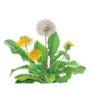 Dandelion PNG