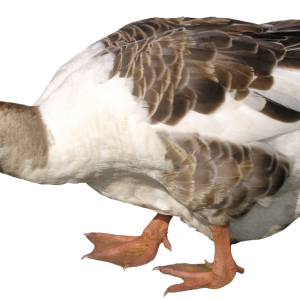 Goose PNG image