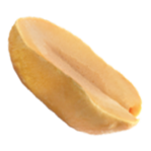 Peanut PNG