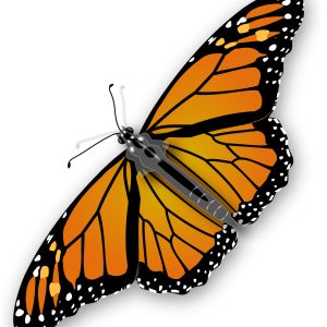 Butterfly PNG image