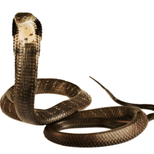 Cobra PNG