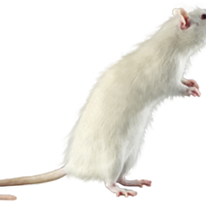 mouse, rat PNG image