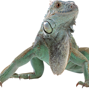 Lizard PNG