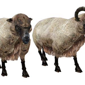 sheep PNG image