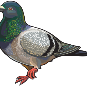 Pigeon PNG