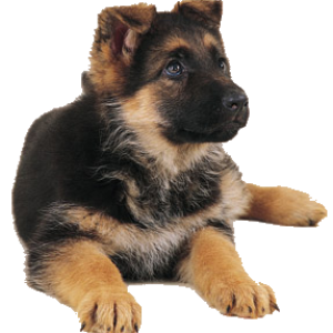 German Shepherd PNG