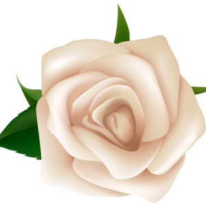 Rose PNG