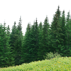 Forest PNG