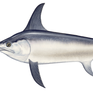 Swordfish PNG fish image