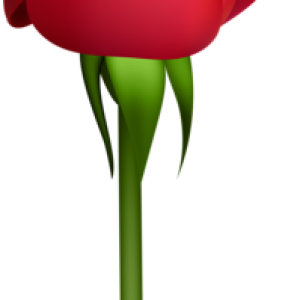 Rose PNG