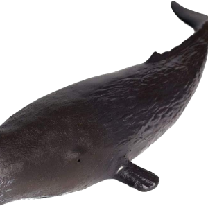 Sperm whale PNG