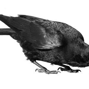 Black crow PNG image