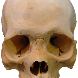 Skull PNG image