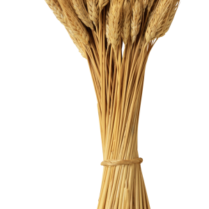 Wheat PNG