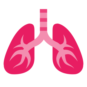 Lungs PNG