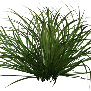 Grass PNG