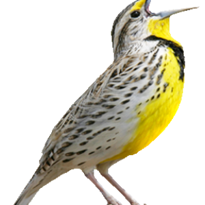 Bird PNG