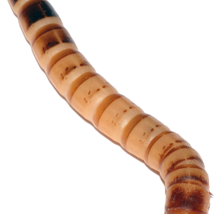 Maggot PNG