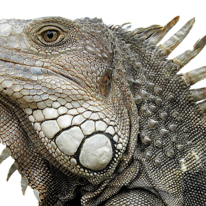 Iguana PNG