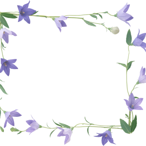 Bellflower PNG