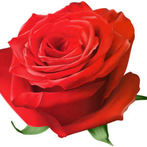 Rose PNG