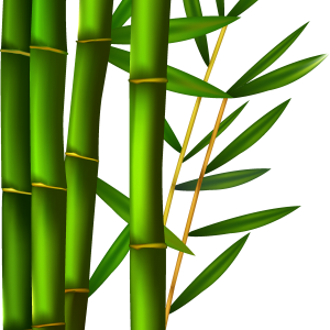 Bamboo PNG