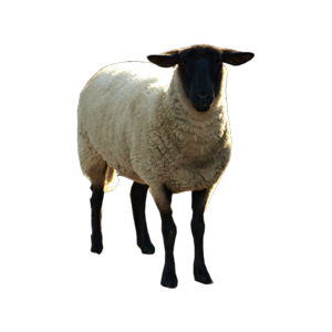 sheep PNG image