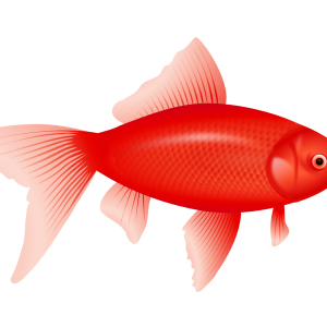 red fish PNG image