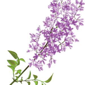 Lilac PNG