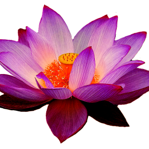 Lotus flower PNG
