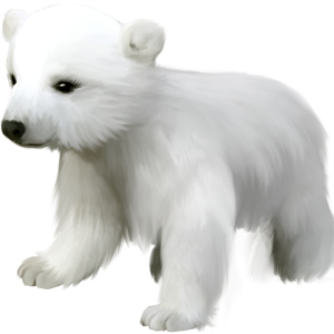Polar white bear PNG