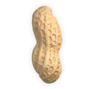Peanut PNG