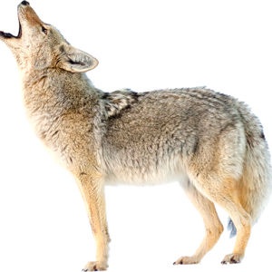 Jackal, coyote PNG