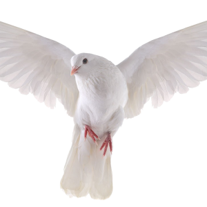 white dove pigeon PNG