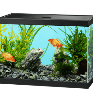 Aquarium PNG
